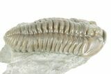 Fossil Flexicalymene Trilobite - Mt Orab, Ohio #380320-1